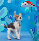 BARK Sting Crosby the Ray Squeak, Crinkle & Rope Dog Toy