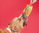 BARK Max's Maine Lobster Roll Squeaky & Crinkly Dog Toy