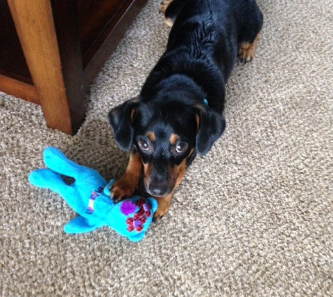 Blaster Baby Lightly-Stuffed Dog Toy with Big SQUEAKER / Beanie Babies with No Beans!