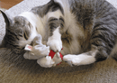 Catnip Critters Organic Catnip Cat Toys / MORE Catnip!