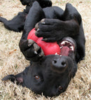 Kong Classic Dog Toy: 5 Sizes / CHEAPER THAN CHEWY!