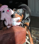 Girl Power Stuffed Dog & Puppy Toys / All Sizes / Squeak or No Squeak