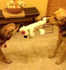 Flat 'n Tuff No Stuffing, No Squeaker Dog Toys: All Sizes