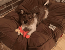 Tigger Stuffed & Squeaky Dog Toys: All Sizes