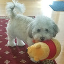 Winnie the Pooh Squeaky & NO Squeak Dog Toys: All Sizes