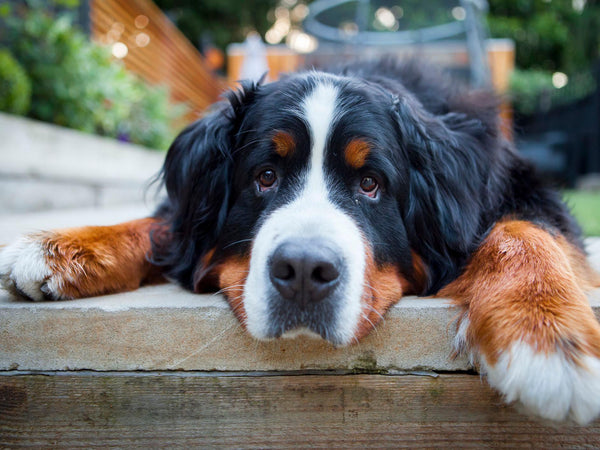 10 Breeds for Large Dog Lovers - Glad Dogs Nation | ALL Profits Donated