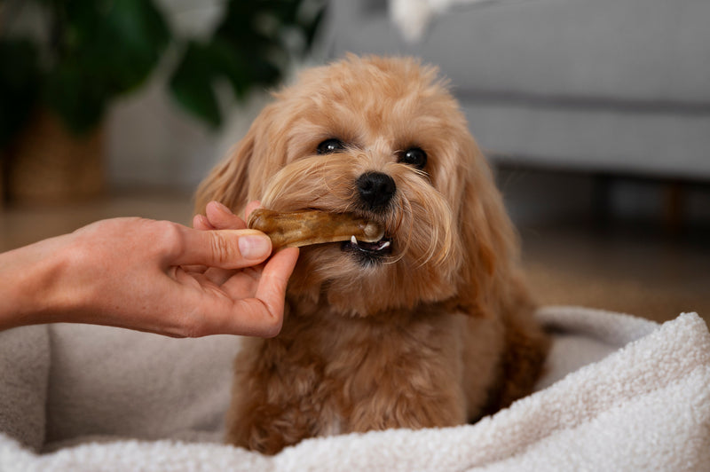 5 Tips On Choosing The Suitable Dog Treats For Your Fur Baby - Glad Dogs Nation | ALL Profits Donated