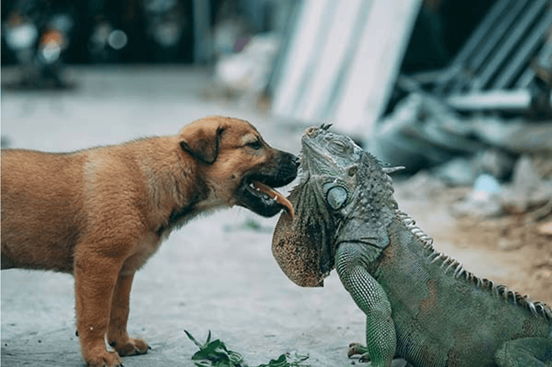 how to help dogs co-exist with reptiles