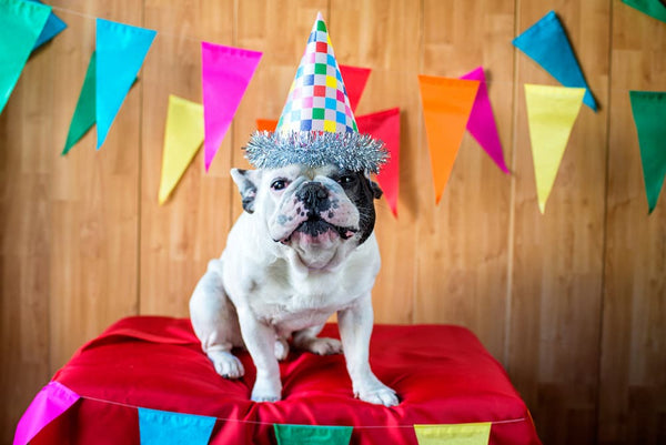 7 Ways to Celebrate Your Dog's Birthday - Glad Dogs Nation | ALL Profits Donated