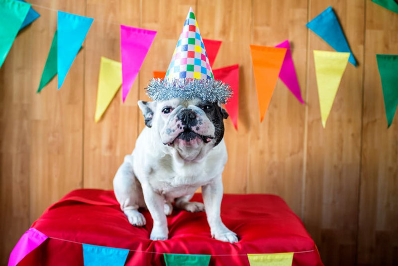 7 Ways to Celebrate Your Dog's Birthday - Glad Dogs Nation | ALL Profits Donated