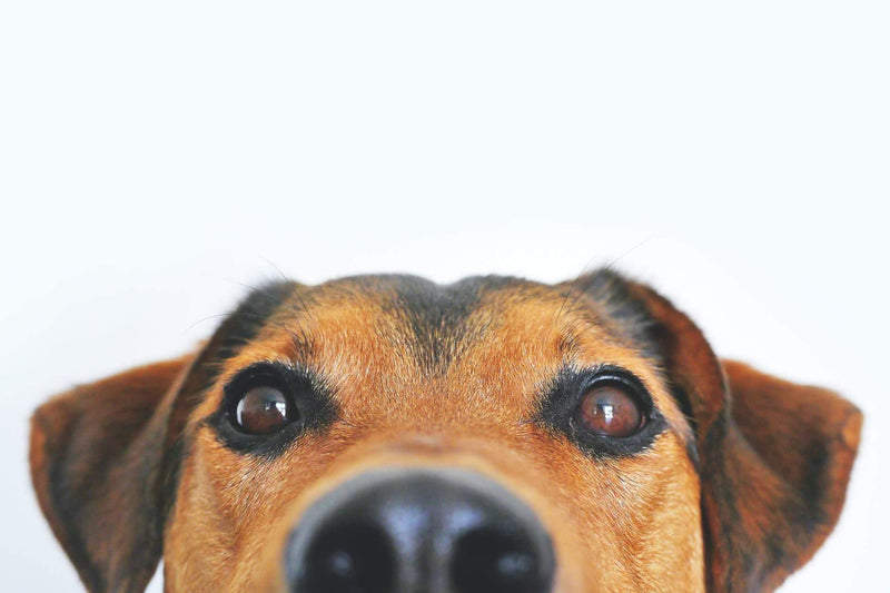 Tips On How To Safely Clean Your Dog's Eyes With Saline Solution - Glad Dogs Nation | www.GladDogsNation.com