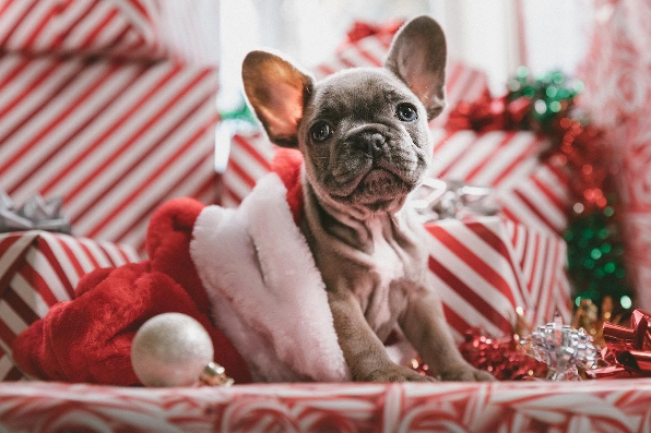 Gifts For Dogs and Cats Over The Holidays - Glad Dogs Nation | www.GladDogsNation.com