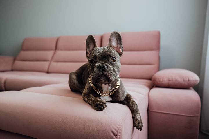 9 Tips for Dog-Friendly Luxury Apartments