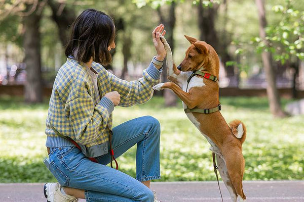 A Beginner’s Guide to Playing with Your Dog