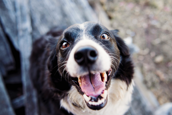 Pet Products That Can Prepare Your Dog For A Stress-Free Trip To The Vet