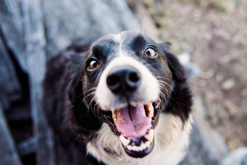 Pet Products That Can Prepare Your Dog For A Stress-Free Trip To The Vet