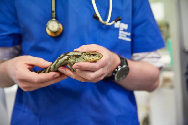 Looking for a Veterinarian? Here's How to Choose One.