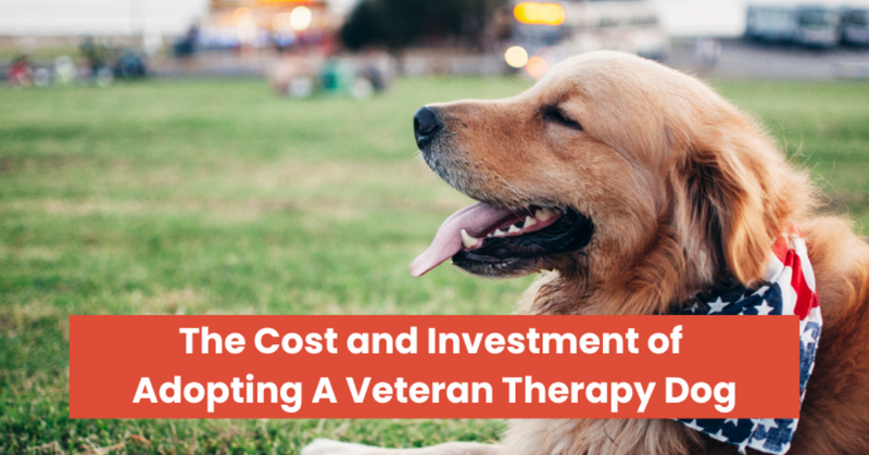 The Cost and Investment of Adopting a Veteran Therapy Dog
