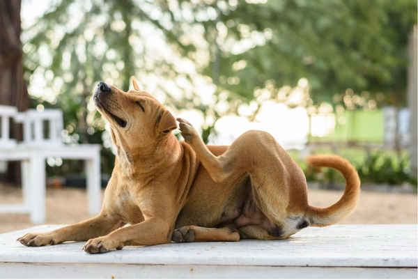 A Comprehensive Guide: How to Get Rid of Fleas on Dogs