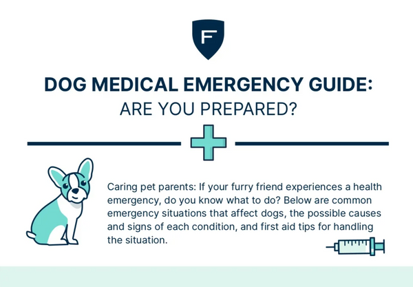 Dog Medical Emergency Guide: Are You Prepared?
