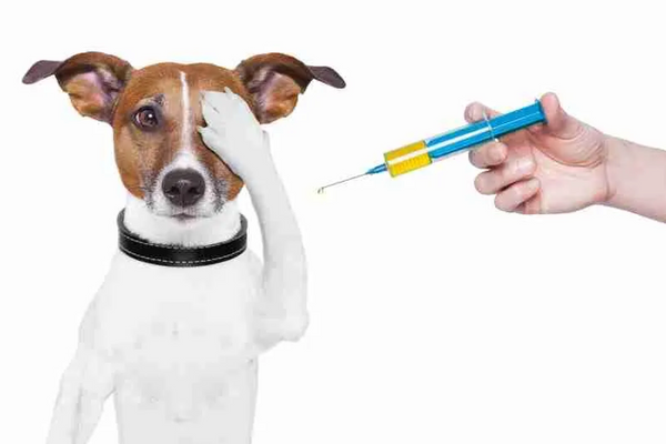 How Dog Toys Can Help Calm Dogs' Anxiety Before Vaccination