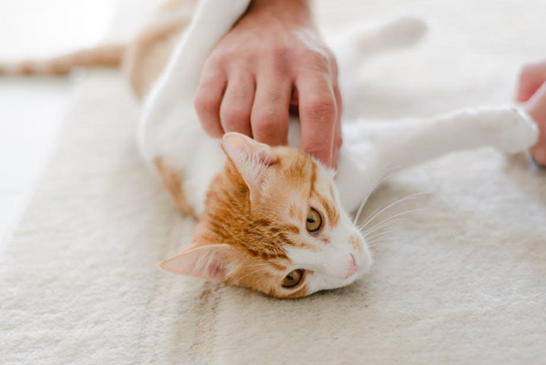 Cats for Rehoming: A Look at the Benefits of Adopting Instead of Buying