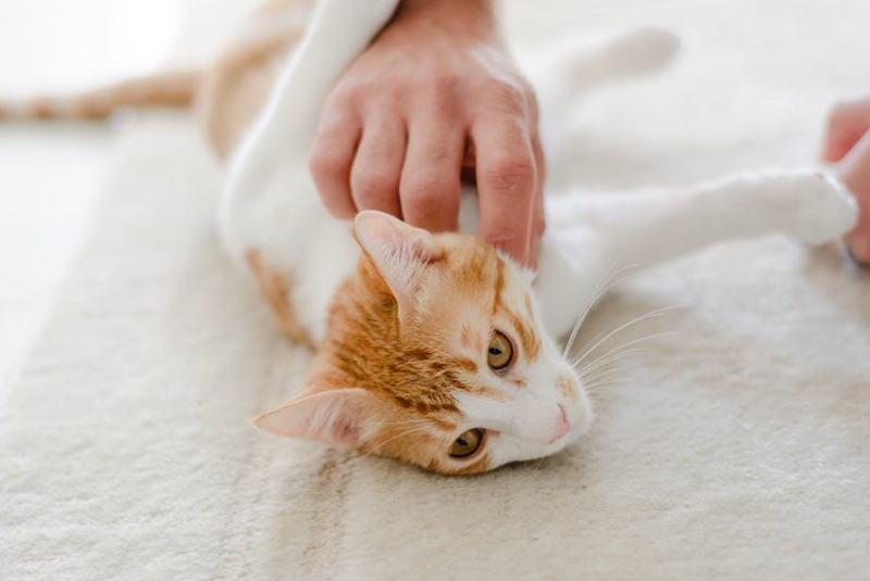 Cats for Rehoming A Look at the Benefits of Adopting Instead of Buyin