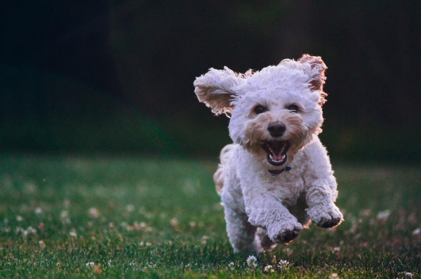 8 Reasons Why a Healthy Diet Plan Is Essentials for a Tiny Fluffy Dog