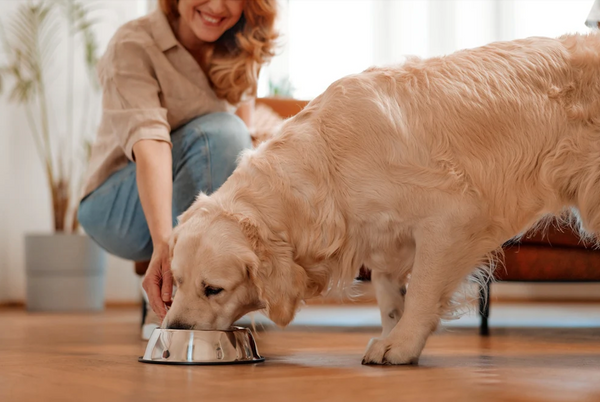 What’s in Your Dog’s Bowl? Unpacking Ingredients in Commercial Dog Food.