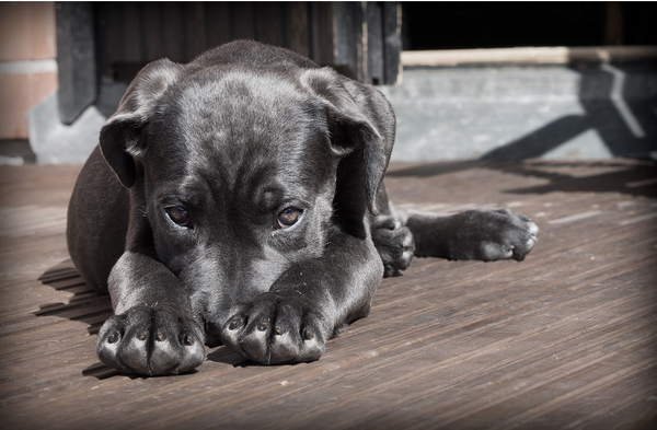 How Environmental Allergies Affect Your Dog's Health