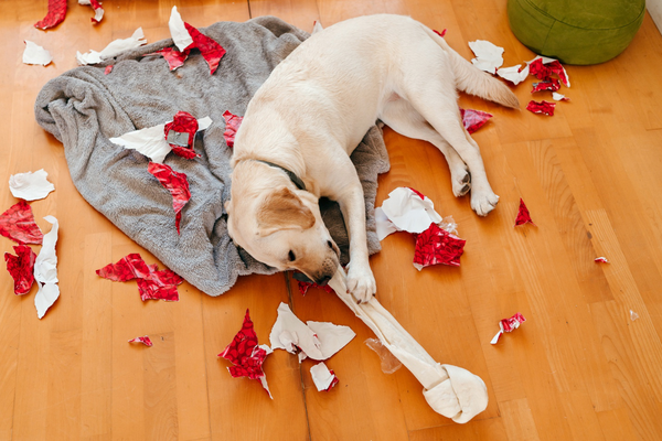 Pet-Friendly Home Design: Choosing Durable And Safe Materials