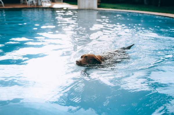 Swimming With Pets: Safety Tips Every Dog Owner Should Know