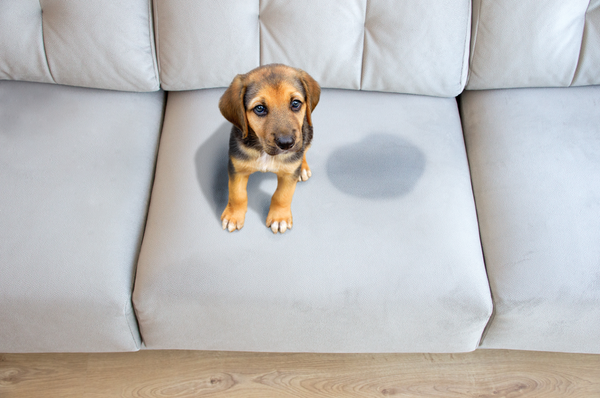 Best Ways to Quickly Remove Dog Urine from Your Couch