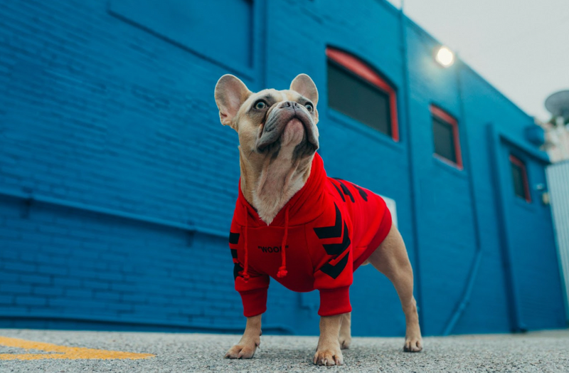 Simple Ways to Customize Your Dog’s Gear