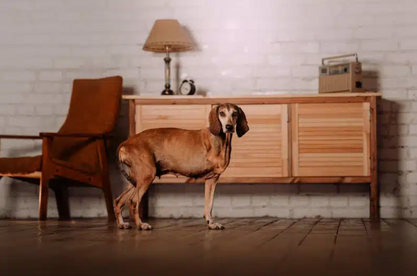 How To Minimize Dog Anxiety During Construction Projects At Home