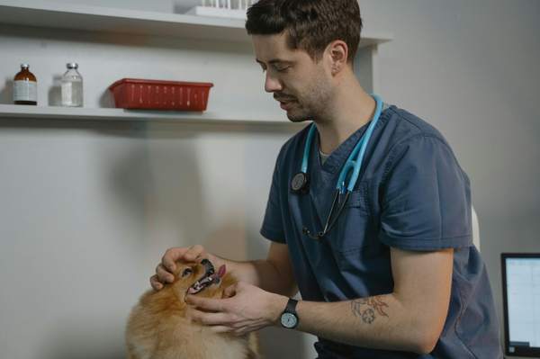 Choosing the Best Pet Hospital in Reno NV