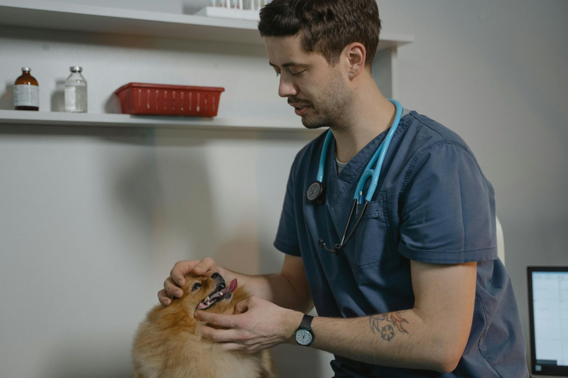 Choosing the Best Pet Hospital in Reno NV