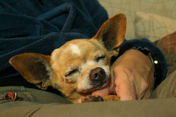 Gift for Chihuahua Moms & Dads: Realistic Wool Felt Chihuahua Stuffed Animal