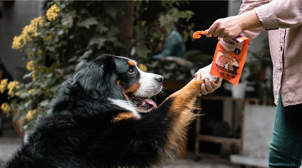 Top Benefits of White Label Dog Treats for Retailers and Entrepreneurs