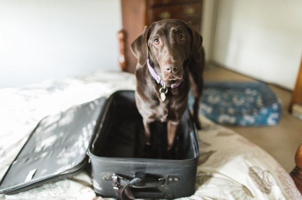 Smart Steps To Prepare Your Dog For Boarding Without Stress