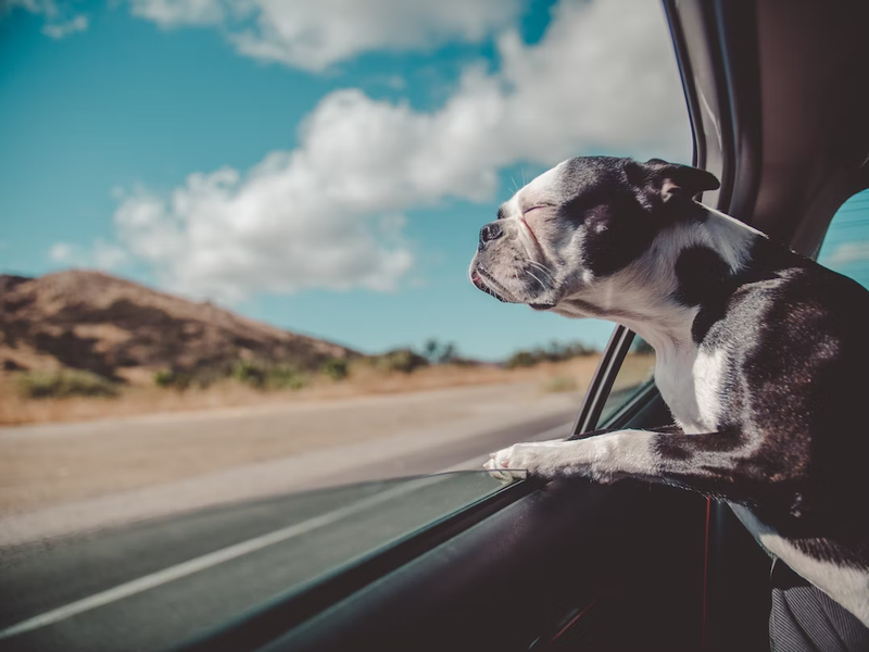 10 Dog Activities to Keep Them Entertained on the Road Trip