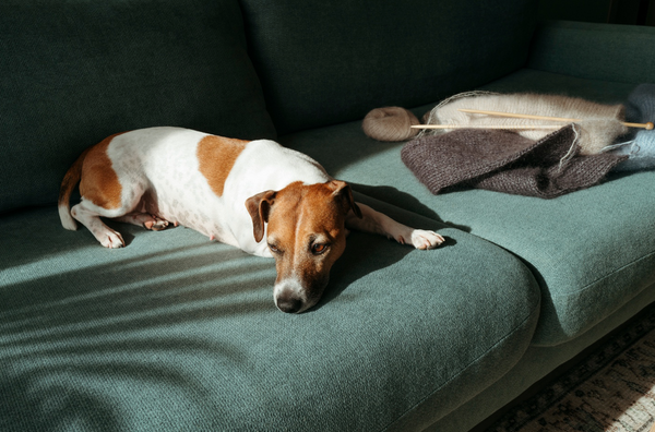 What Your Dog’s Behavior Is Really Trying To Tell You