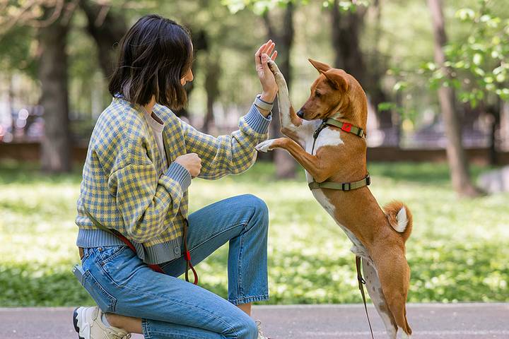A Beginner’s Guide to Playing with Your Dog - Glad Dogs Nation | ALL Profits Donated