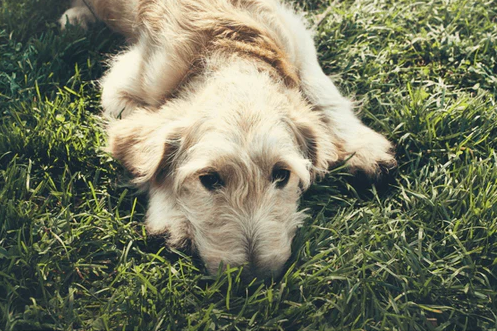 Pros and Cons of Rescuing a Goldendoodle