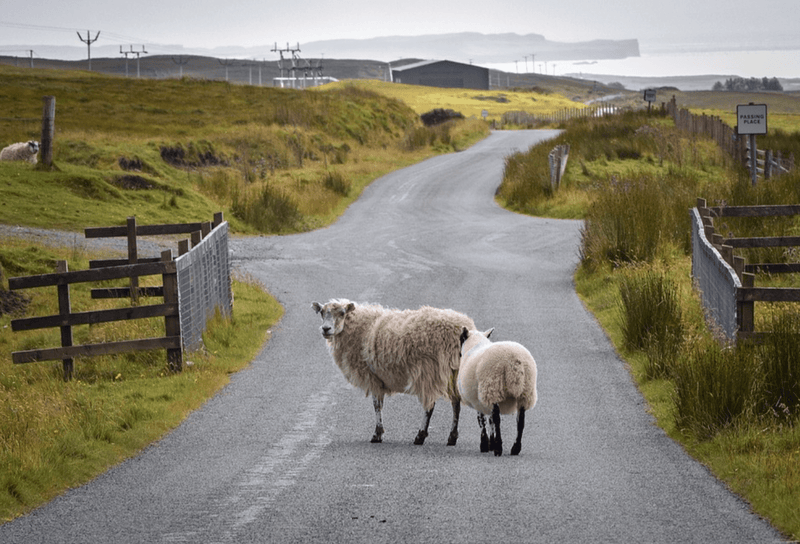 All You Need To Know About Diseases In Farm Animals - Glad Dogs Nation | ALL Profits Donated