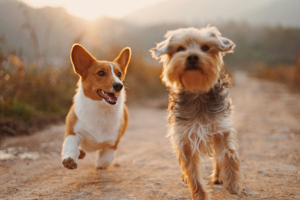 Preparing Your Pet for a Stress-Free Boarding Experience