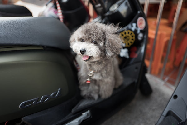 8 Key Things You Should Know About Pet Transport