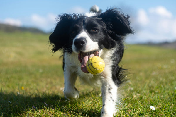 Multi-Purpose Food Toys: Combining Play and Nutrition for Dogs