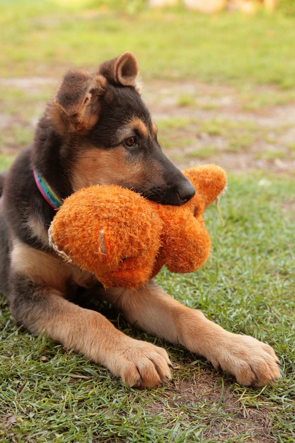 Best toys for puppy german shepherd best sale