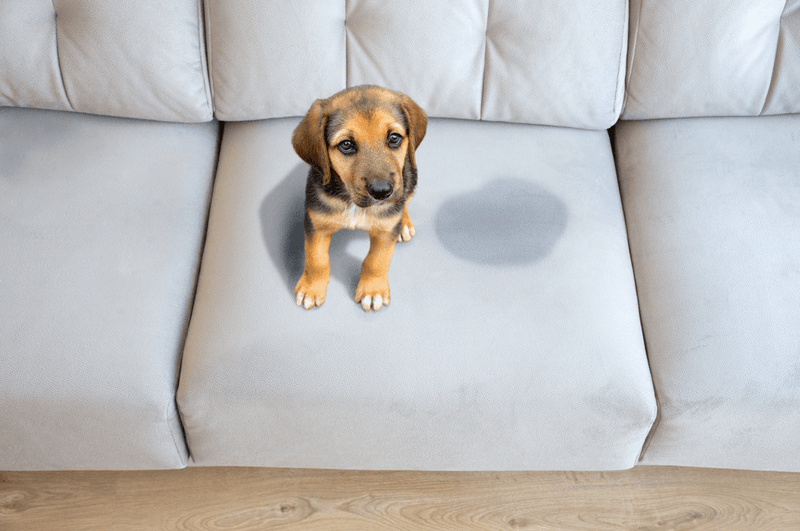 Best Ways to Quickly Remove Dog Urine from Your Couch - Glad Dogs Nation | ALL Profits Donated